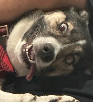 Illustration de l'article : 18 photos de chiens au sourire inoubliable et farfelu