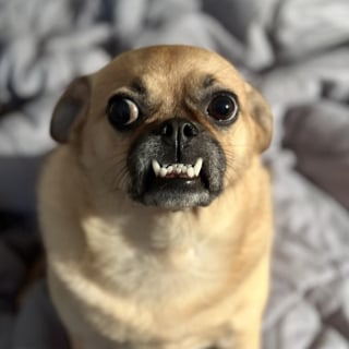 Illustration de l'article : 18 photos de chiens au sourire inoubliable et farfelu
