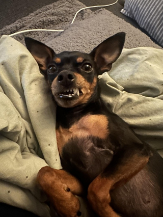 Illustration de l'article : 18 photos de chiens au sourire inoubliable et farfelu
