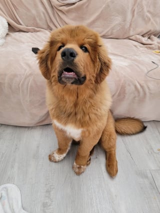 Illustration de l'article : 18 photos de chiens au sourire inoubliable et farfelu