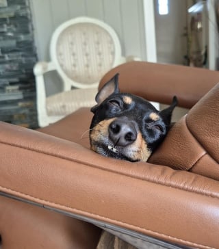 Illustration de l'article : 18 photos de chiens au sourire inoubliable et farfelu