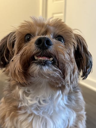 Illustration de l'article : 18 photos de chiens au sourire inoubliable et farfelu