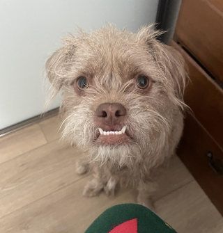Illustration de l'article : 18 photos de chiens au sourire inoubliable et farfelu