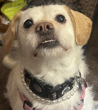 Illustration de l'article : 18 photos de chiens au sourire inoubliable et farfelu