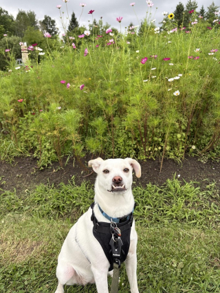 Illustration de l'article : 18 photos de chiens au sourire inoubliable et farfelu