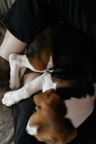 Illustration de l'article : 7 comportements du chien qui indiquent qu’il vous pardonne à sa manière quand vous le blessez