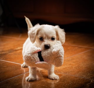 Illustration de l'article : 7 comportements du chien qui indiquent qu’il vous pardonne à sa manière quand vous le blessez