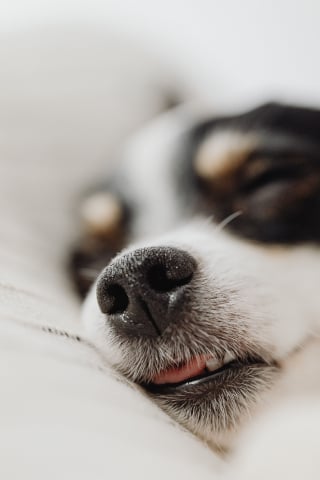 Illustration de l'article : 7 comportements du chien qui indiquent qu’il vous pardonne à sa manière quand vous le blessez