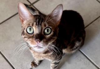 Illustration de l'article : Ce chat Bengal abandonn&eacute; confi&eacute; &agrave; une famille d&rsquo;accueil sait se faire entendre en miaulant jusqu&rsquo;&agrave; obtenir les c&acirc;lins dont il raffole (vid&eacute;o)