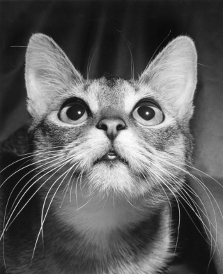 Illustration de l'article : 8 photos de chats signées Walter Chandoha, le maître de la photographie féline