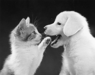 Illustration de l'article : 8 photos de chats signées Walter Chandoha, le maître de la photographie féline