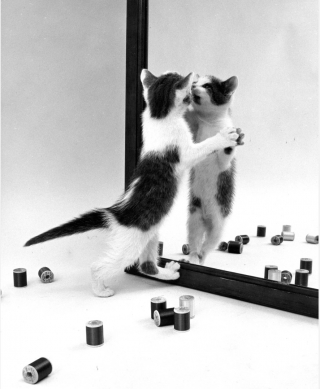 Illustration de l'article : 8 photos de chats signées Walter Chandoha, le maître de la photographie féline