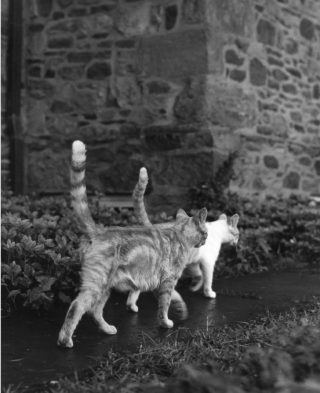 Illustration de l'article : 8 photos de chats signées Walter Chandoha, le maître de la photographie féline