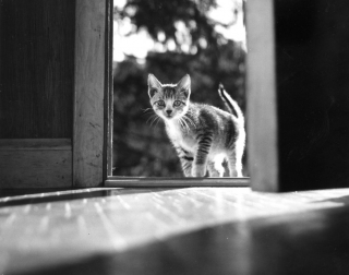 Illustration de l'article : 8 photos de chats signées Walter Chandoha, le maître de la photographie féline