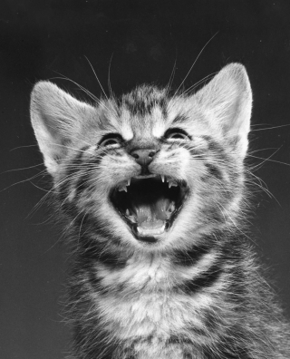 Illustration de l'article : 8 photos de chats signées Walter Chandoha, le maître de la photographie féline