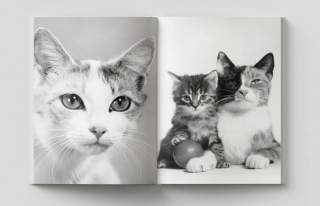 Illustration de l'article : 8 photos de chats signées Walter Chandoha, le maître de la photographie féline