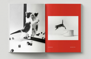 Illustration de l'article : 8 photos de chats signées Walter Chandoha, le maître de la photographie féline