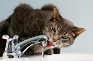 Illustration de l'article : Les secours interviennent &agrave; 1h du matin pour arr&ecirc;ter l'inondation provoqu&eacute;e par un chat dans le logement de sa propri&eacute;taire absente