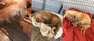 Illustration de l'article : Amen&eacute;s au refuge dans des sacs poubelle, ces 3 Bichons Maltais ne ressemblaient plus &agrave; des chiens