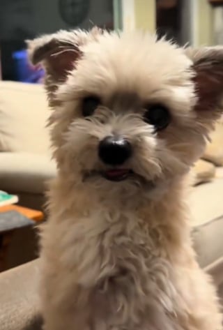 Illustration de l'article : Amput&eacute;e de ses pattes avant, cette petite chienne affronte l'&eacute;preuve de l'escalier (vid&eacute;o)