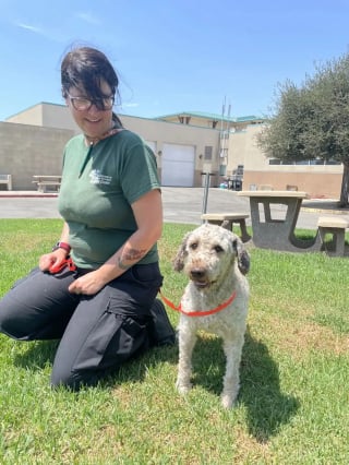 Illustration de l'article : Sous un kilo de poils sales, ce chien errant avait totalement perdu la vue