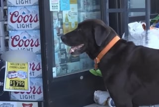 Illustration de l'article : Ce Labrador pille les rayons du supermarché depuis des années, mais le butin n'est pas pour lui (vidéo)