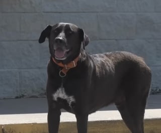Illustration de l'article : Ce Labrador pille les rayons du supermarché depuis des années, mais le butin n'est pas pour lui (vidéo)