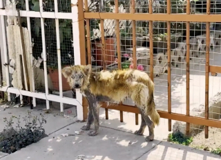 Illustration de l'article : Compar&eacute;e &agrave; un loup-garou, cette chienne malade est approch&eacute;e par un homme d&eacute;guis&eacute; en super-h&eacute;ros
