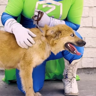 Illustration de l'article : Compar&eacute;e &agrave; un loup-garou, cette chienne malade est approch&eacute;e par un homme d&eacute;guis&eacute; en super-h&eacute;ros