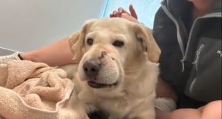 Illustration de l'article : Une chienne glisse son museau dans un buisson qui en ressort enfl&eacute; comme un pamplemousse