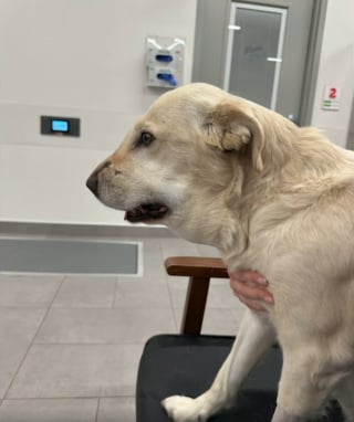 Illustration de l'article : Une chienne glisse son museau dans un buisson qui en ressort enfl&eacute; comme un pamplemousse