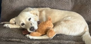 Illustration de l'article : Une chienne glisse son museau dans un buisson qui en ressort enfl&eacute; comme un pamplemousse