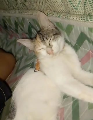 Illustration de l'article : Emmenée aux funérailles de sa maîtresse, cette chatte refuse obstinément de quitter le cercueil (vidéo)