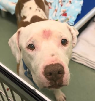 Illustration de l'article : Boulevers&eacute;e par &laquo; son visage triste &raquo;, elle parcourt 1600 km pour rencontrer ce chien (vid&eacute;o)