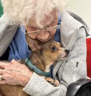Illustration de l'article : Ignorée en raison de sa cécité, cette vieille Chihuahua intéresse une femme de 90 ans (vidéo)