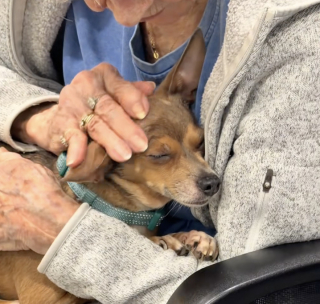 Illustration de l'article : Ignorée en raison de sa cécité, cette vieille Chihuahua intéresse une femme de 90 ans (vidéo)