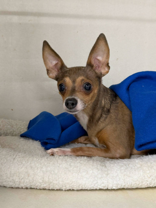 Illustration de l'article : Ignorée en raison de sa cécité, cette vieille Chihuahua intéresse une femme de 90 ans (vidéo)