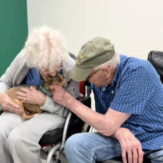 Illustration de l'article : Ignorée en raison de sa cécité, cette vieille Chihuahua intéresse une femme de 90 ans (vidéo)