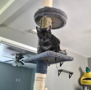 Illustration de l'article : Capturée dans un parking d'aéroport, cette chatte sauvage est officiellement déclarée « inadoptable »