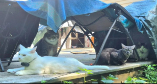 Illustration de l'article : Capturée dans un parking d'aéroport, cette chatte sauvage est officiellement déclarée « inadoptable »