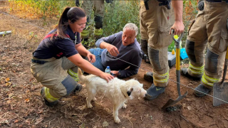 Illustration de l'article : Piégé dans un terrier de blaireau, ce chien reste coincé sous terre durant 48 heures (vidéo)