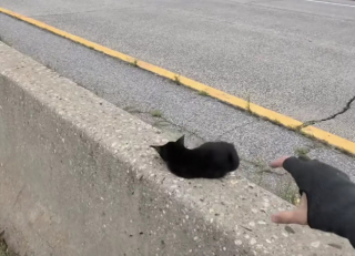 Illustration de l'article : Piégé sur la glissière centrale d'une autoroute, ce petit chaton noir risque sa vie (vidéo)