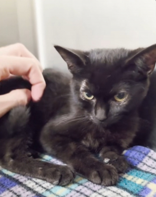 Illustration de l'article : Piégé sur la glissière centrale d'une autoroute, ce petit chaton noir risque sa vie (vidéo)