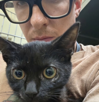 Illustration de l'article : Piégé sur la glissière centrale d'une autoroute, ce petit chaton noir risque sa vie (vidéo)