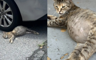 Illustration de l'article : Abandonn&eacute;e car suppos&eacute;e gestante, le ventre &eacute;norme de cette chatte cachait une urgence vitale (vid&eacute;o)