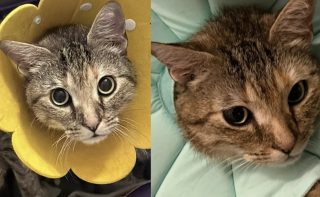 Illustration de l'article : Abandonn&eacute;e car suppos&eacute;e gestante, le ventre &eacute;norme de cette chatte cachait une urgence vitale (vid&eacute;o)