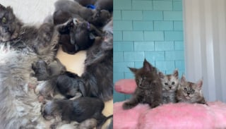 Illustration de l'article : Apr&egrave;s avoir accouch&eacute; au m&ecirc;me moment, ces chattes Maine Coon s'installent c&ocirc;te &agrave; c&ocirc;te pour partager un magnifique moment de maternit&eacute;