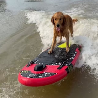 Illustration de l'article : Lors d'une baignade, ce jeune Golden Retriever reproduit la curieuse habitude de sa grande s&oelig;ur (vid&eacute;o)