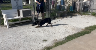 Illustration de l'article : Pour le grand nettoyage d’un refuge, 37 volontaires répondent présent en accueillant les 16 chiens le temps d'une journée