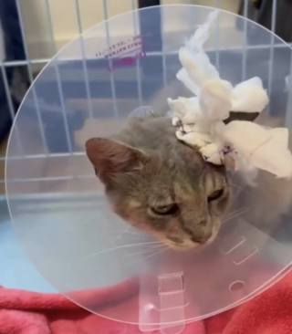 Illustration de l'article : Opéré d'urgence pour une profonde blessure, ce chat errant risque de perdre son oreille